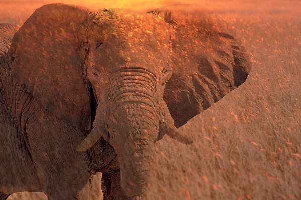 Jaynes Gallery 아티스트의 Africa-Namibia-Montage of elephant at sunrise작품입니다.